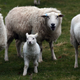 Illustration for article titled Asshole British Sheep Run Amok in Graveyard Eating Mementos